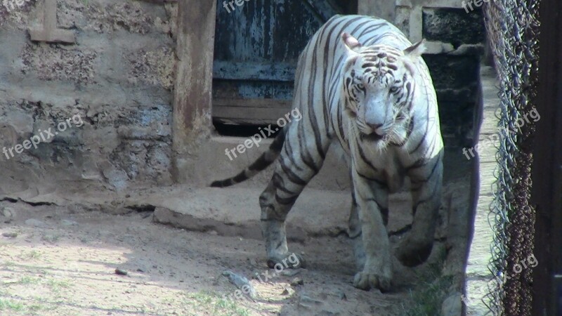 White Tiger Animal Tiger White Wild