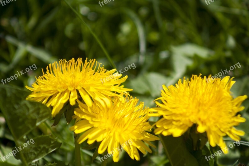 Spring Flowers Plant Blossom Bloom