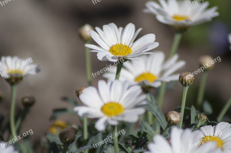 Marguerite Spring Flowers Bush Plant