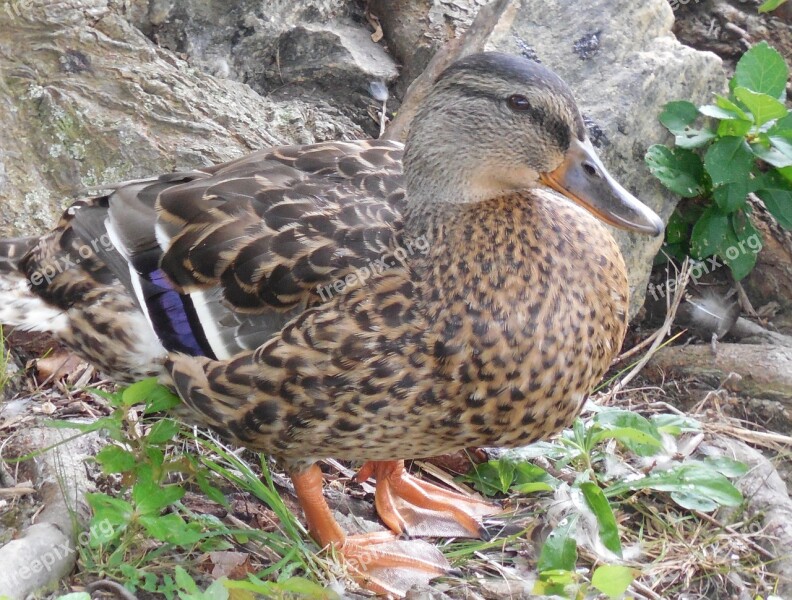 Mallard Duck Bird Nature Wildlife