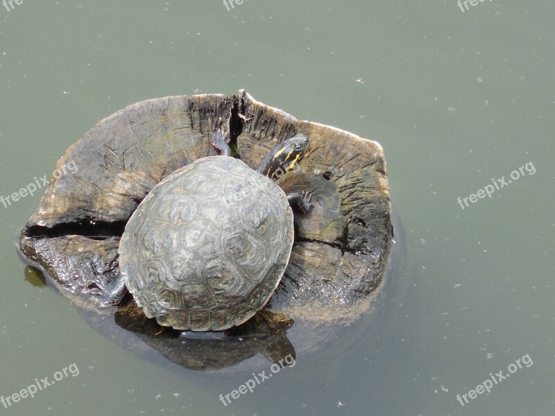 Water Turtle Nature Animal Wildlife