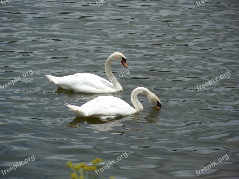 Fowl Swan Bird Wildlife Wild