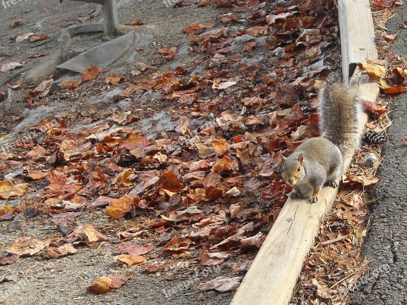 Animal Squirrel Wild Nature Forest