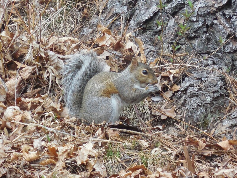 Animal Squirrel Wild Nature Forest