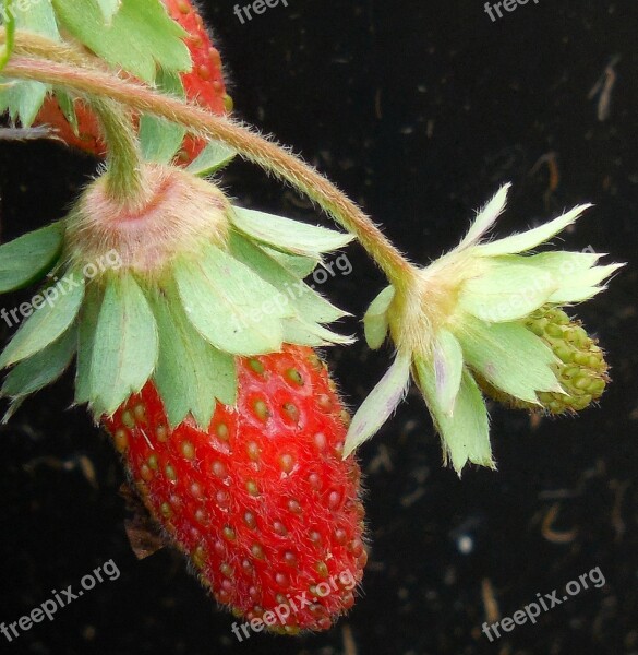 Fruit Strawberry Food Healthy Fresh