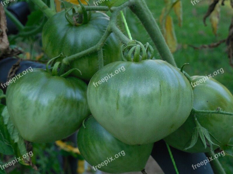 Green Tomato Food Fresh Healthy