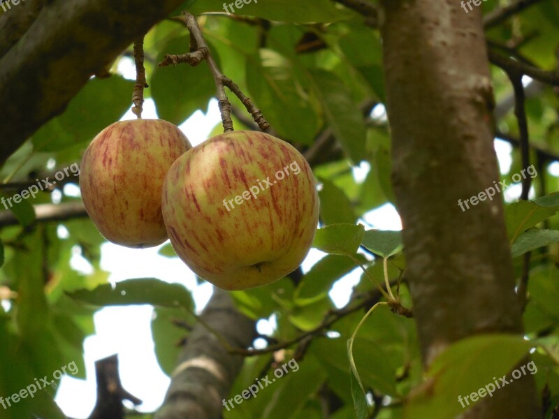 Fruit Apple Food Fresh Healthy