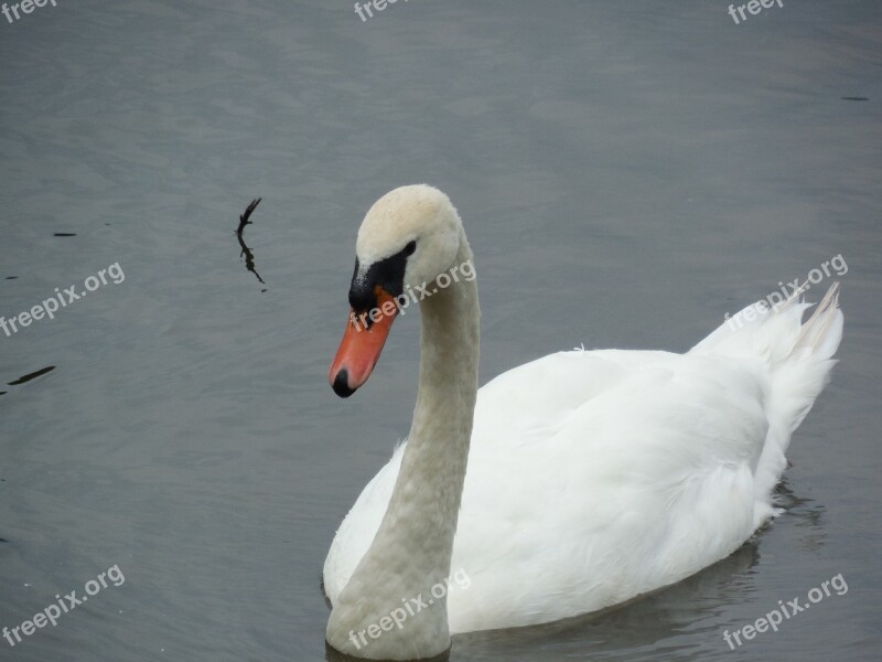 Fowl Swan Bird Wildlife Wild