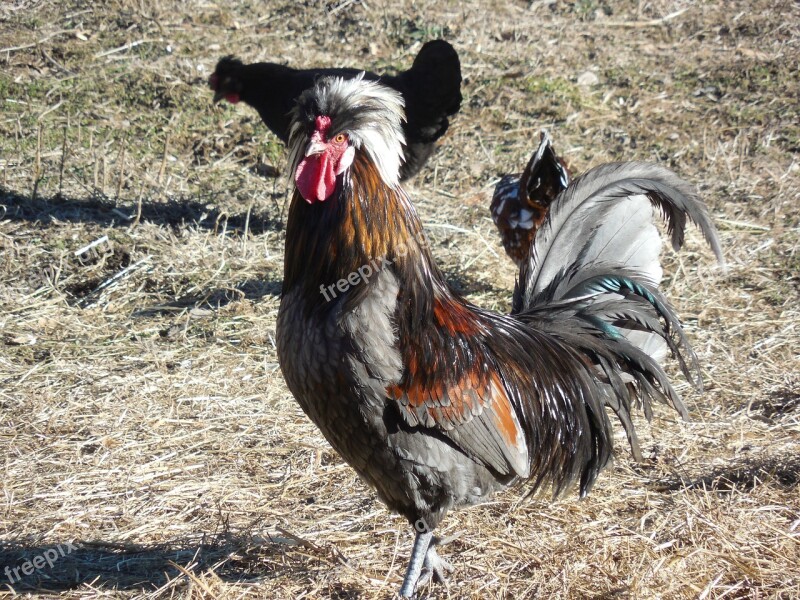 Chicken Rooster Poultry Bird Livestock