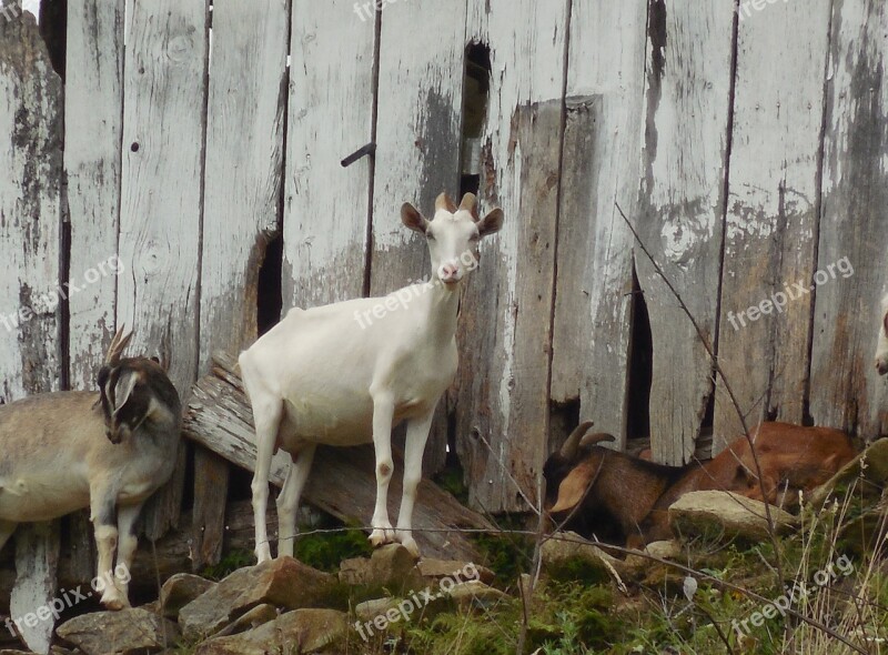 Barn Goat Animal Farm Livestock