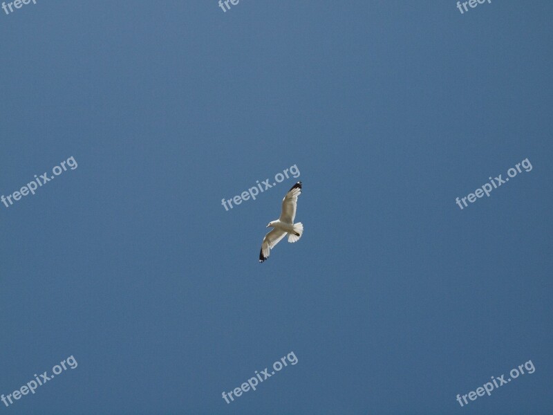 Seagull Sky Bird Flying Blue Sky