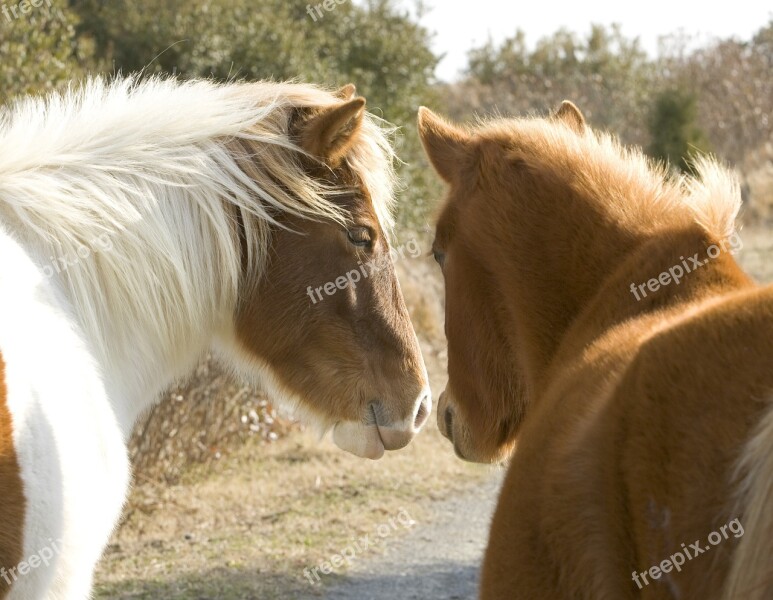 Wild Ponies Ponies Assateague Island Virginia Usa