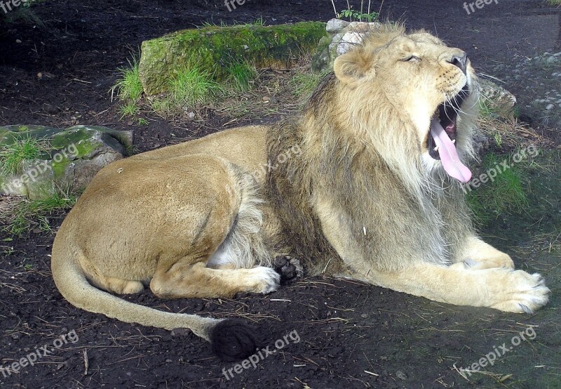 Lion Yawning Male Wildlife Zoo Bristol