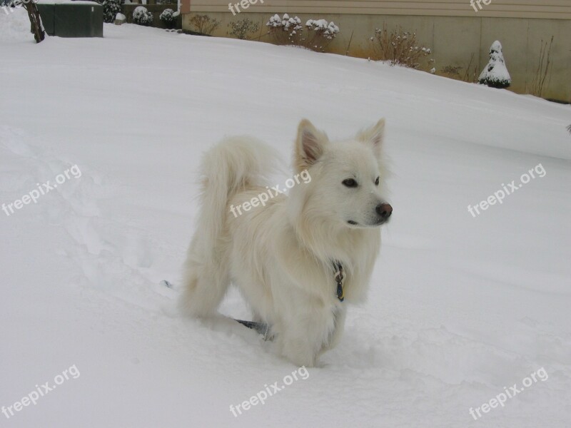 American Eskimo Dog Snow Canine Cute White