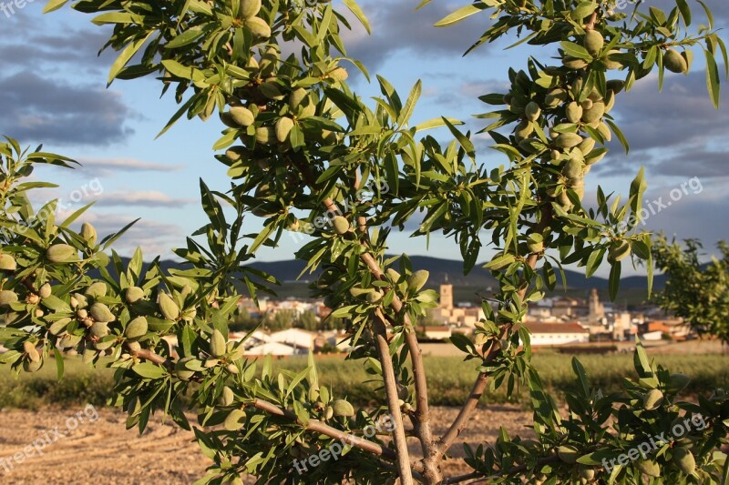 Almond Trees Almonds Tree Spring Fruit