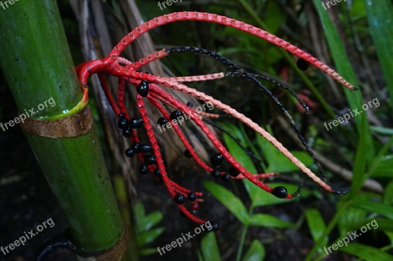 Hawaii Flower Tropical Free Photos