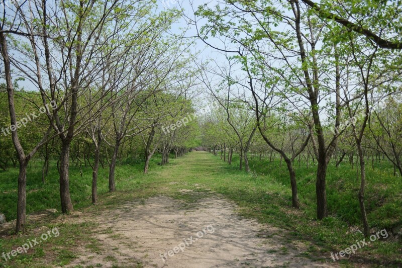 Wood Nature Landscape Arboretum Forest