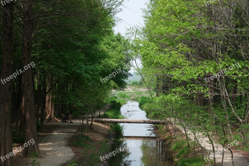 Wood Nature Landscape Arboretum Forest