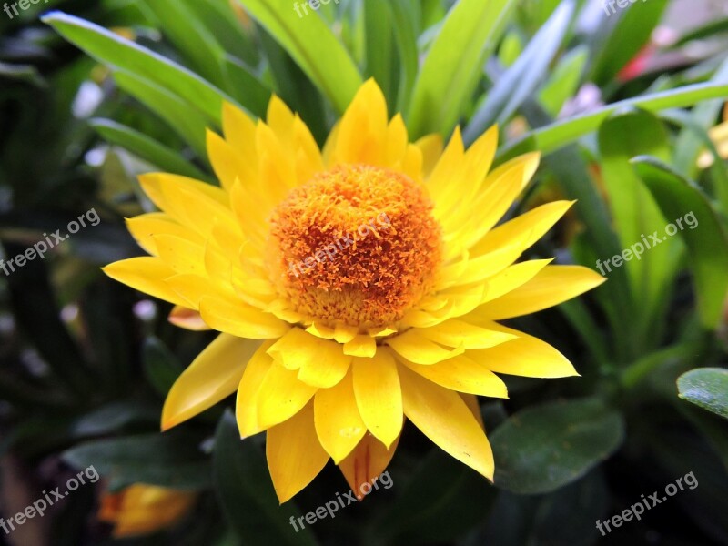 Flower Yellow Petal Color Spring