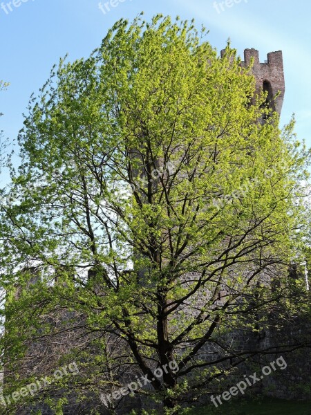 Tree Torre Green Nature Fortification