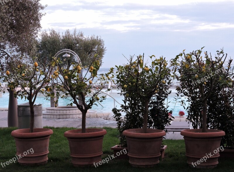 Tree Lemon Vase Olive Tree Sky