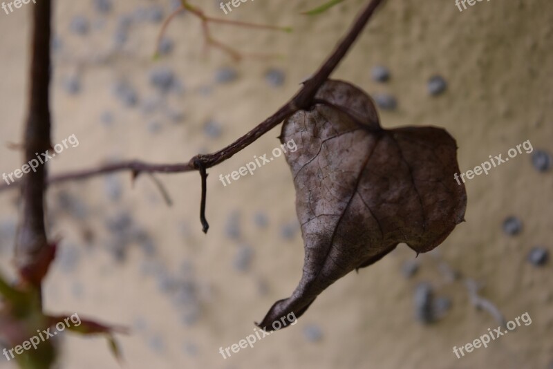 Heart Leaf Nature Wall Lombardy