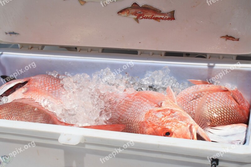 Cooler Seafood Red Snapper Louisiana Fishing