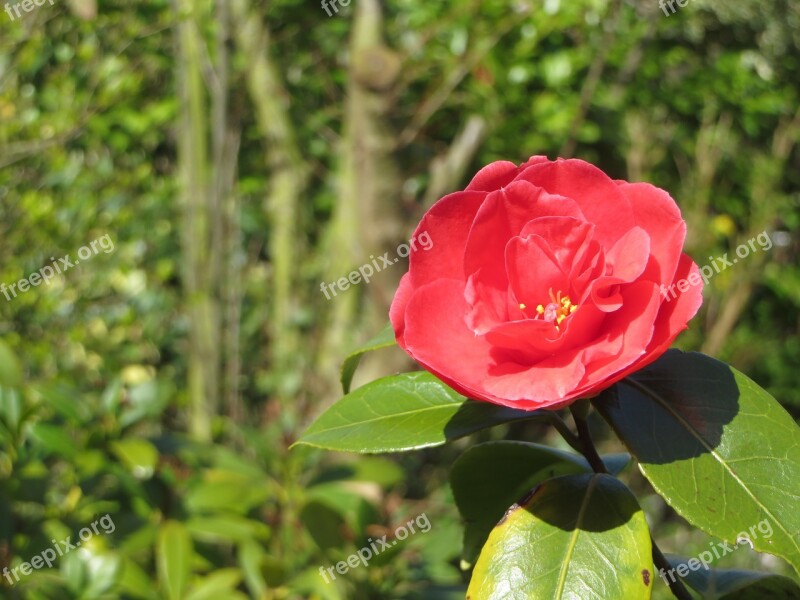 Flower Red Camellia Free Photos