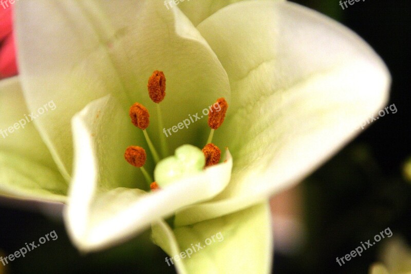 Flowers Flower Horn White Flower Lily Flower Decoration