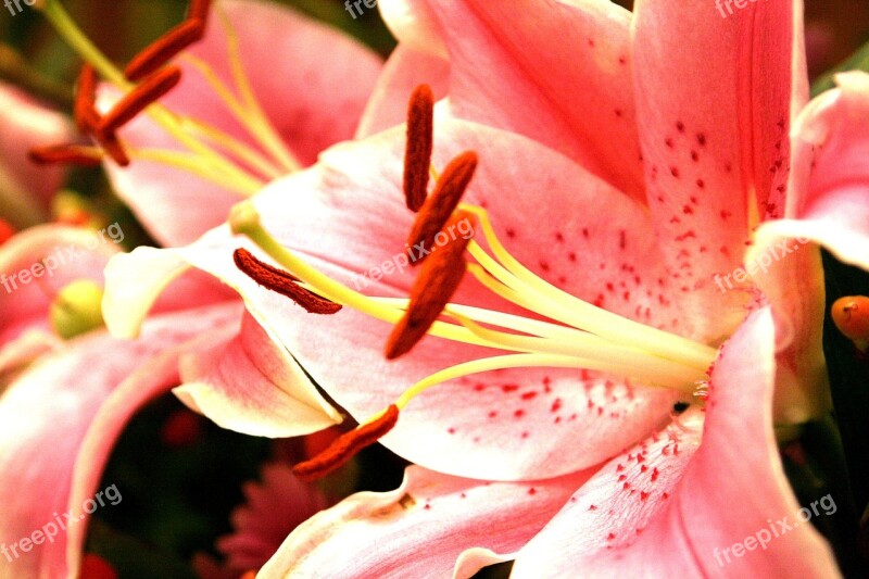 Flowers Flower Horn Pink Flower Decoration Ikebana