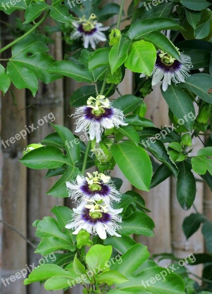 Passionflowers Nature Flora Passiflora Free Photos