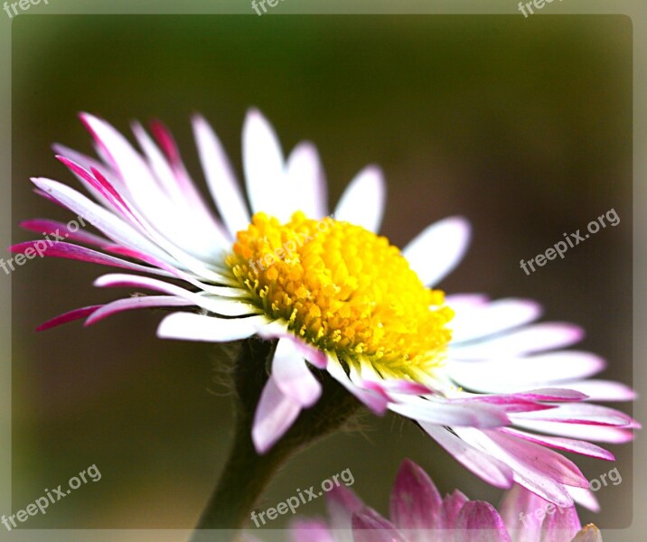 Daisy Flower Spring Free Photos