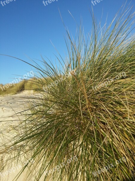 Dunes Beach North Sea Free Photos