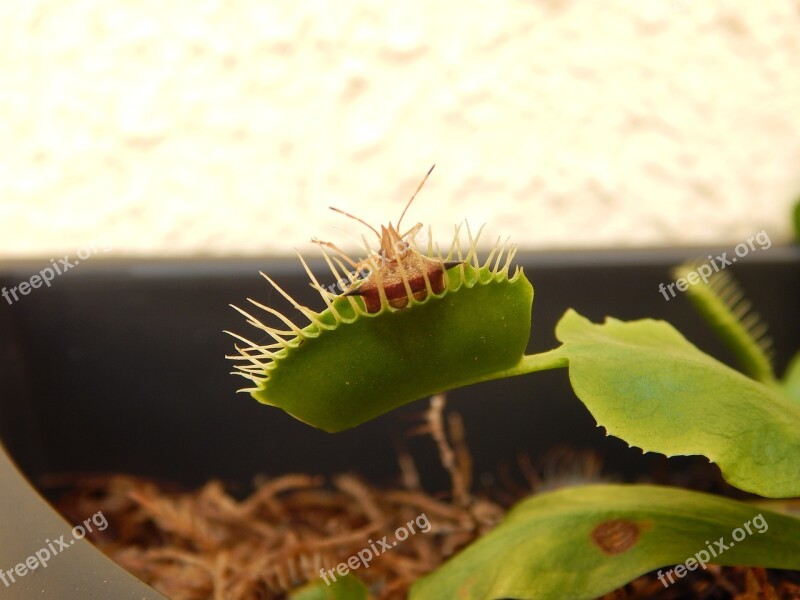 Plant-carnnívora Bug Insect Plant Venus Flytrap