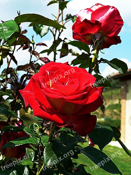 Roses Tuscany Red Blossom Bloom