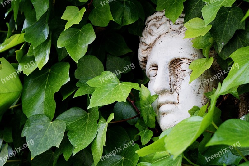 Bust Ivy Tuscany Rest Garden