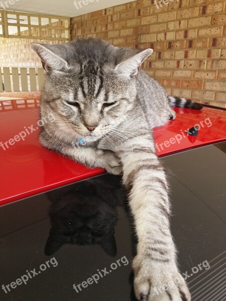 Cat Grey And Red Tabby Paw Domestic