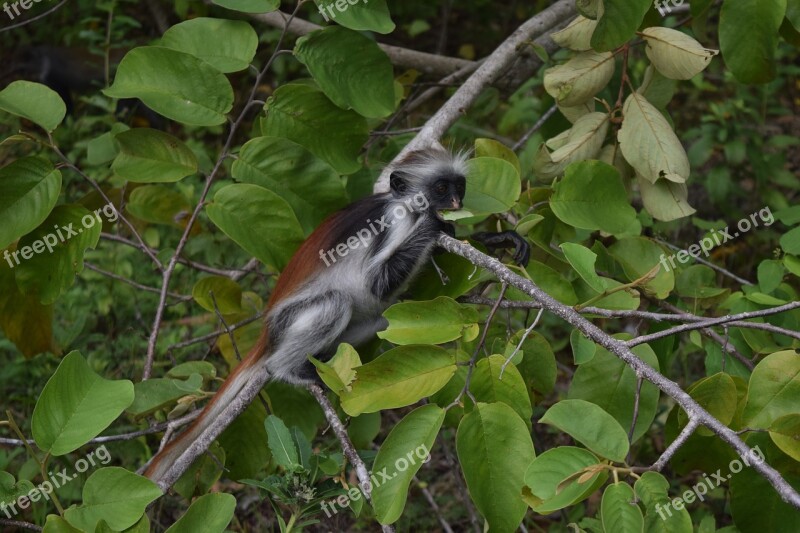 Endemic Monkey Guaréza Red Zanzibar Zanzibar Free Photos