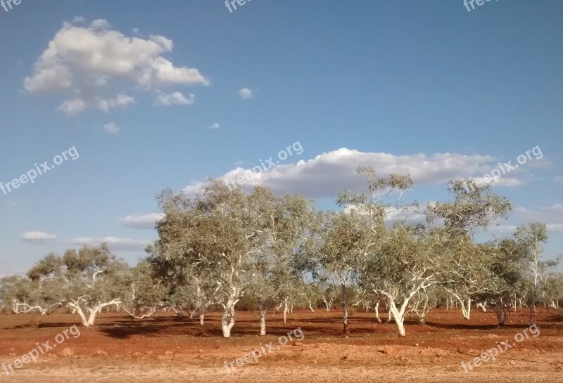 Roy Hill Western Australia Red Tree Australia