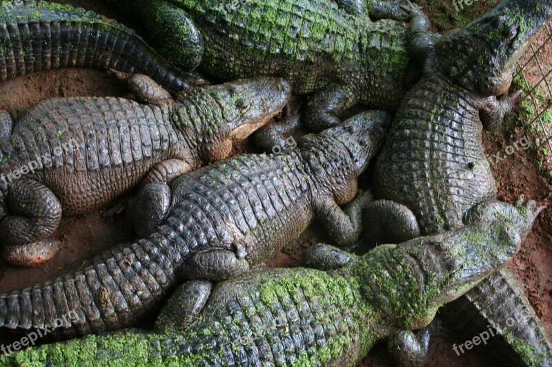 Alligator Kimberley Western Australia Reptile Free Photos