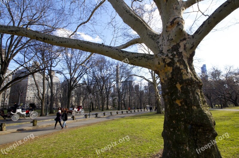 New York Central Park Nature Tree Free Photos