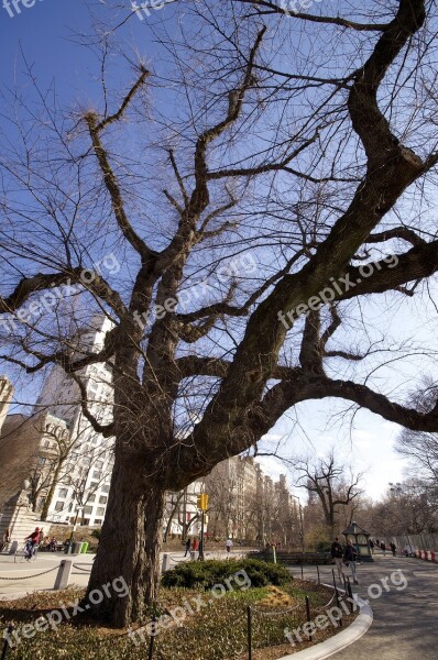 New York Central Park Nature Tree Free Photos