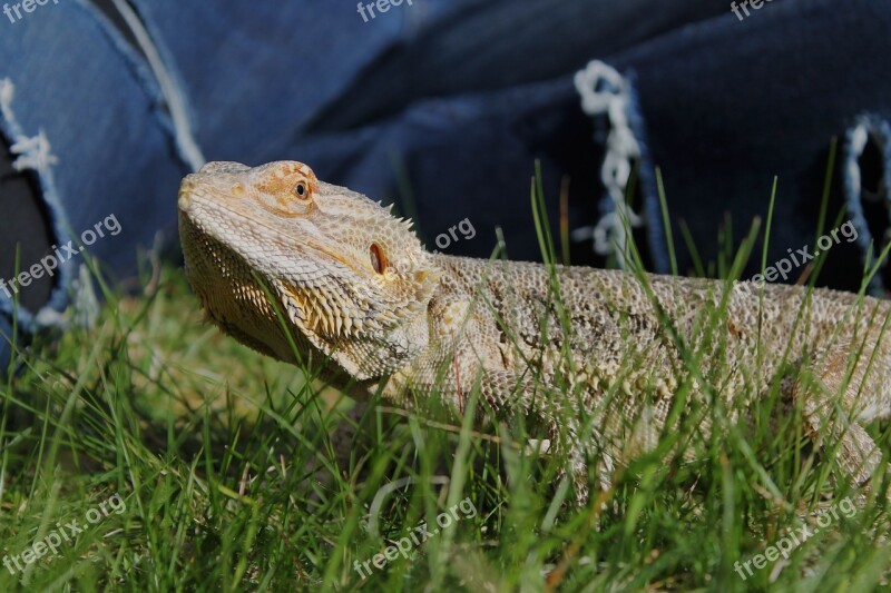 Bearded Dragon Lizard Reptile Animal Pet