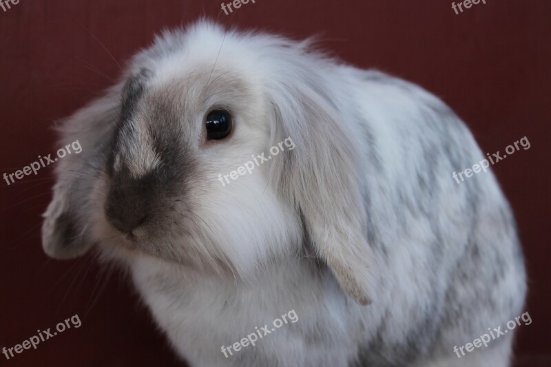 Bunny Rabbit Cute Animal White