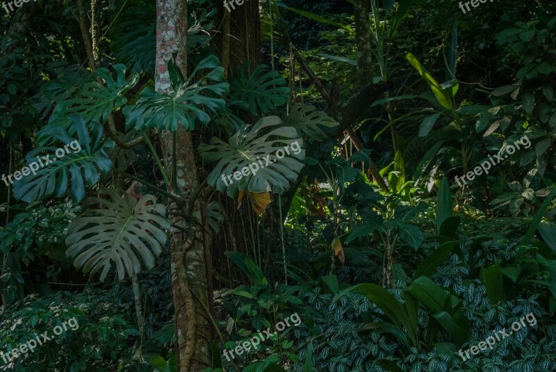 Forest Tijuca Rio De Janeiro Free Photos