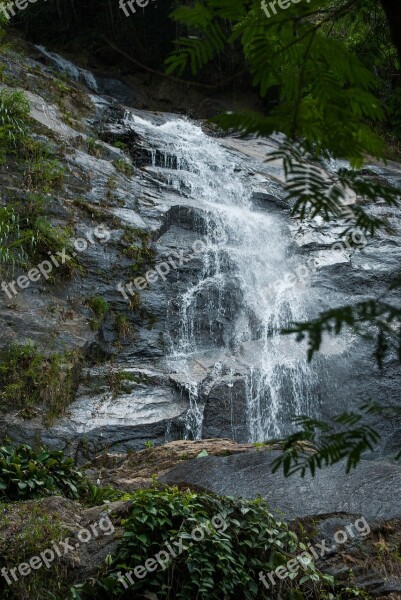 Cascade Forest Tijuca Rio De Janeiro Free Photos