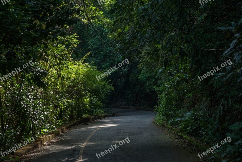 Forest Tijuca Rio De Janeiro Free Photos