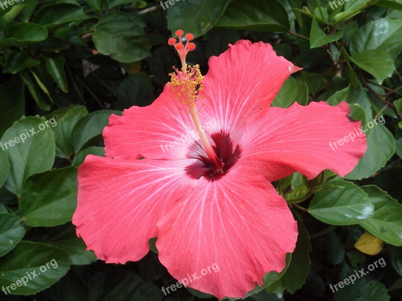 Hibiscus Pink Hibiscus Single Bloom Tropical Blossom