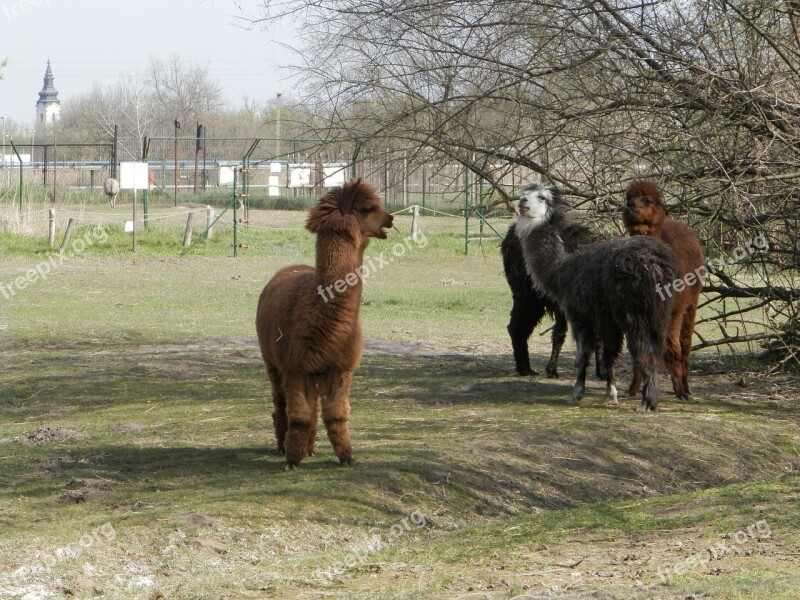 Alpaca Zoo Camelids Free Photos