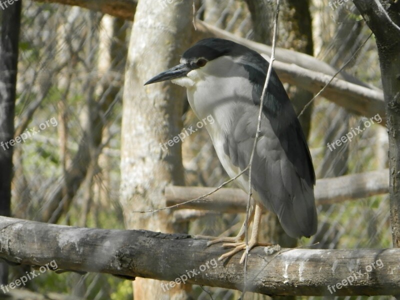 Night Heron Bird Zoo Free Photos